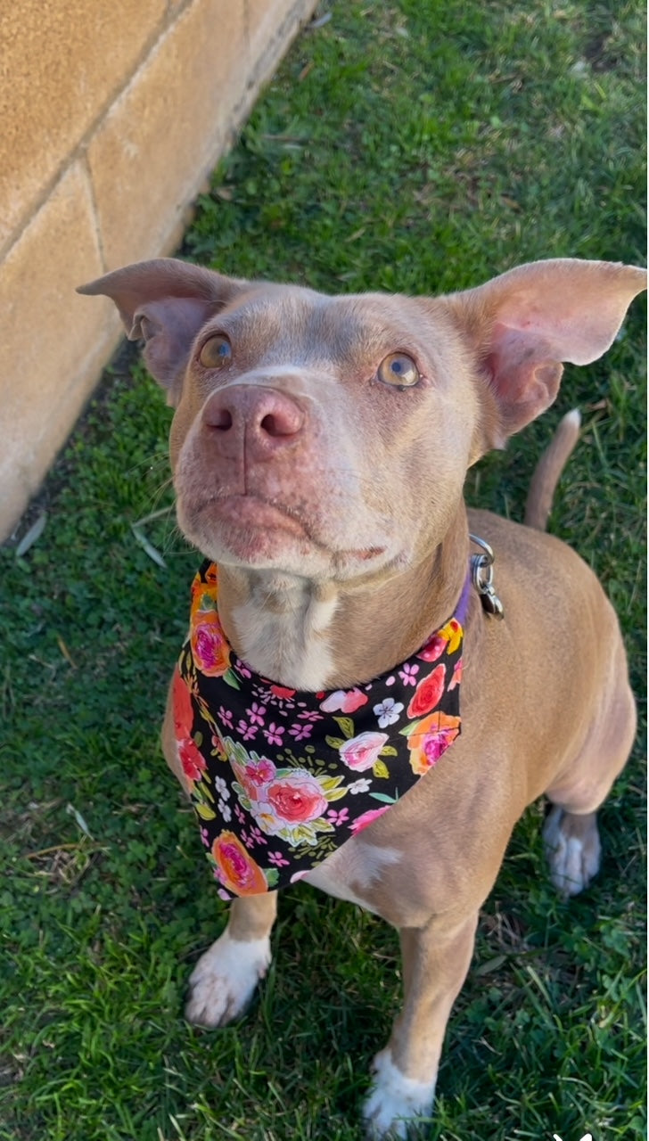 FLORAL FLOWERS FABRIC CAT AND DOG BANDANAS Easy Slide over Collar