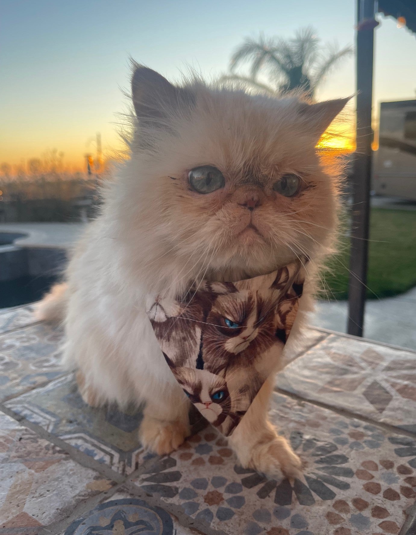 GRUMPY CAT AND DOG BANDANAS Easy Slide over Collar