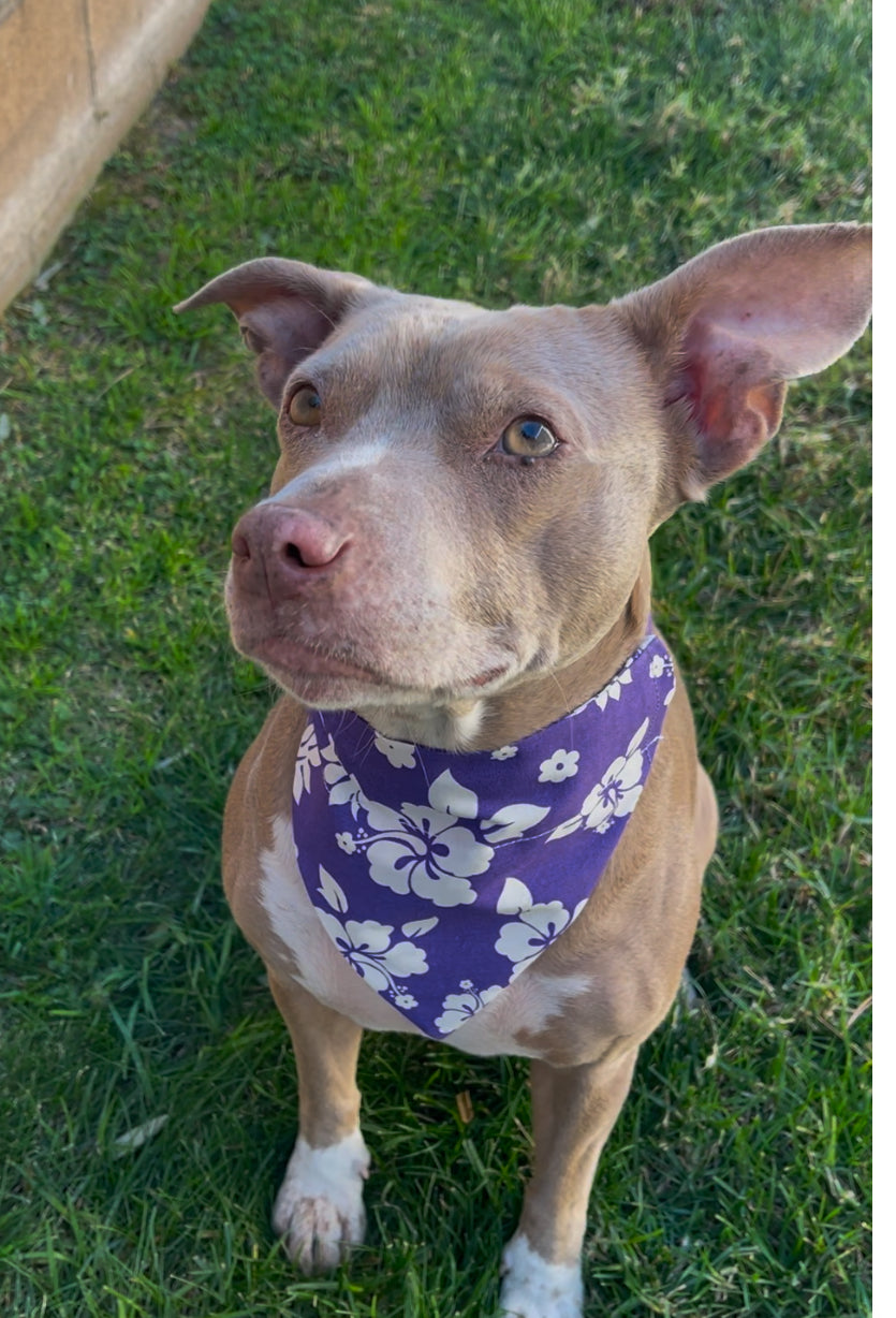 PURPLE HIBISCUS HAWAIIAN FLOWERS CAT AND DOG BANDANAS Easy Slide over Collar