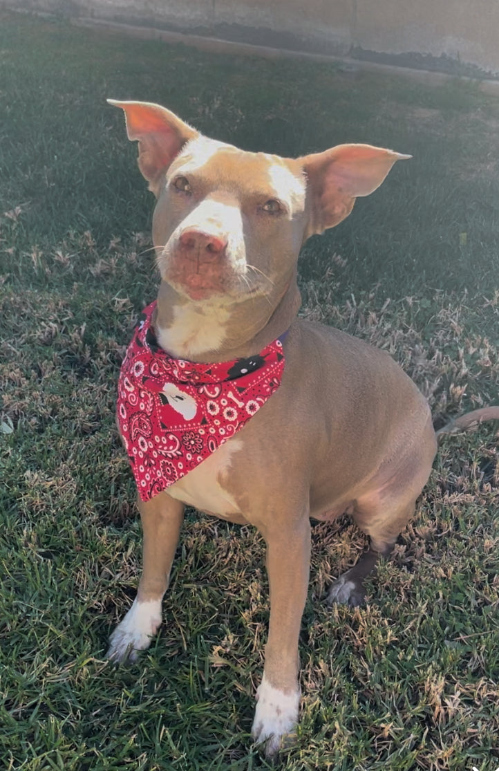 RED DOG BANDANA FABRIC CAT AND DOG BANDANAS Easy Slide over Collar
