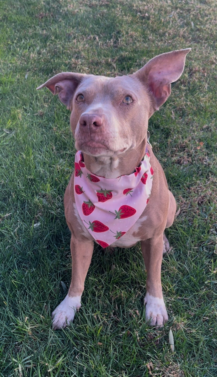 STRAWBERRY PINK FABRIC CAT AND DOG BANDANAS Easy Slide over Collar