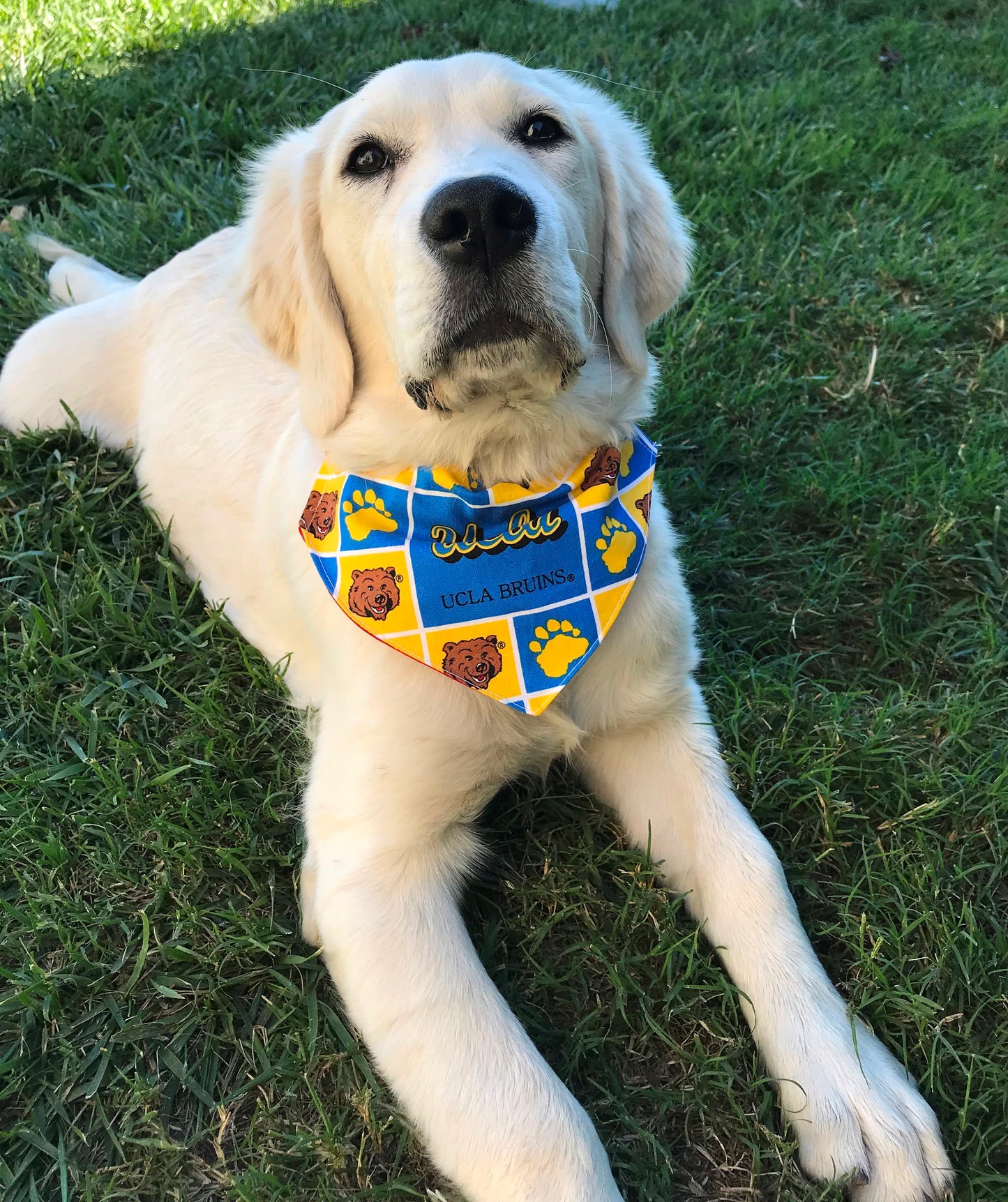 UCLA BRUINS FABRIC CAT AND DOG BANDANAS Easy Slide over Collar